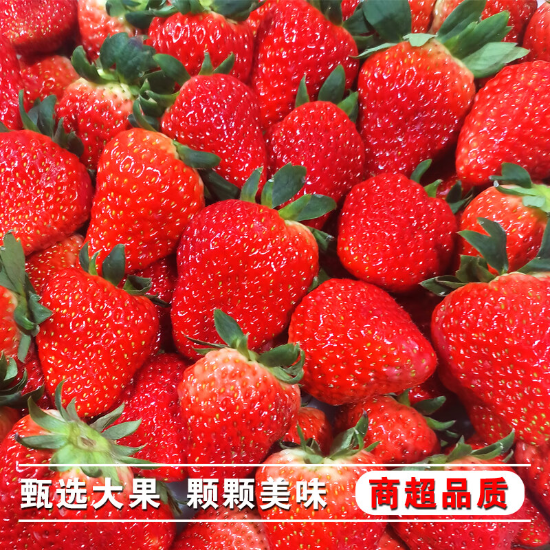 异果恋大凉山露天草莓高原红颜草莓水果礼盒现摘现发草莓礼盒装 2斤装（精选中果13g+）净重1.5斤