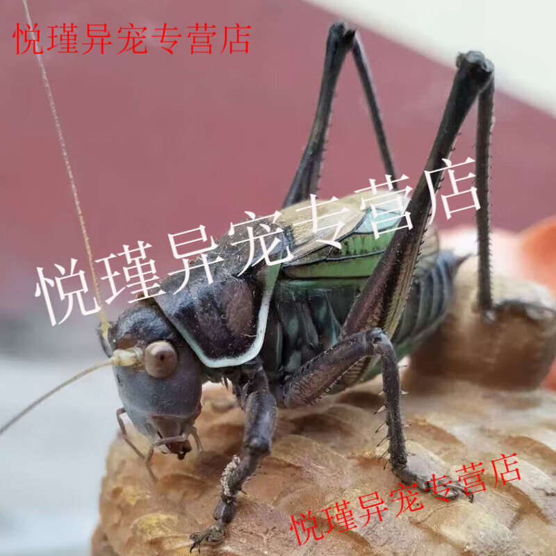 山东铁皮大螽斯绿螽斯山青叫螽斯油子鸣虫活虫活物宠物包活到家 中号