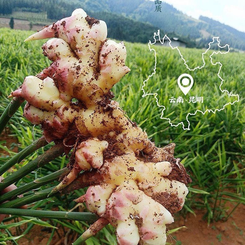 喜酷橙2025年新鲜云南小黄姜月子姜红芽仔姜 9斤