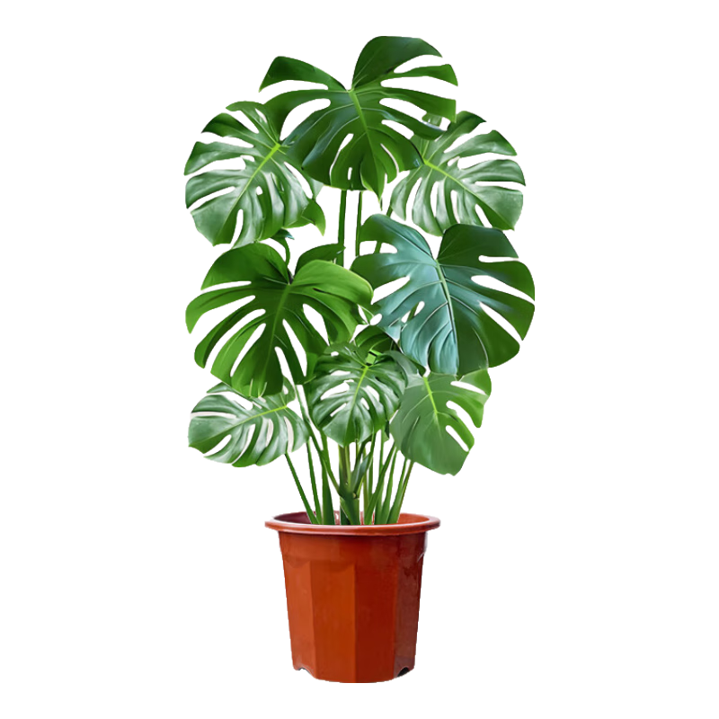 ���ڲ������걳�������������׮ֲ��칫�Ҵ�����ֲ����ˮ��߼���������� [��Ҷ����]�걳��3�� ��70-80cm�������裩 ���� 25.41Ԫ