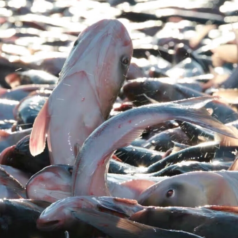 查干湖渔场直采冬捕胖头鱼年货礼盒活鱼速冻7到30斤整条假一赔十 30斤 胖头鱼镇店之宝，一鱼一码，保证正品，假一赔十