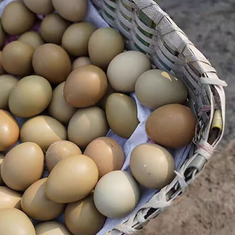聚天然野山鸡蛋农家新鲜现捡山鸡蛋五谷喂养山鸡蛋七彩野山鸡鸡蛋 精品礼盒装山鸡蛋60枚