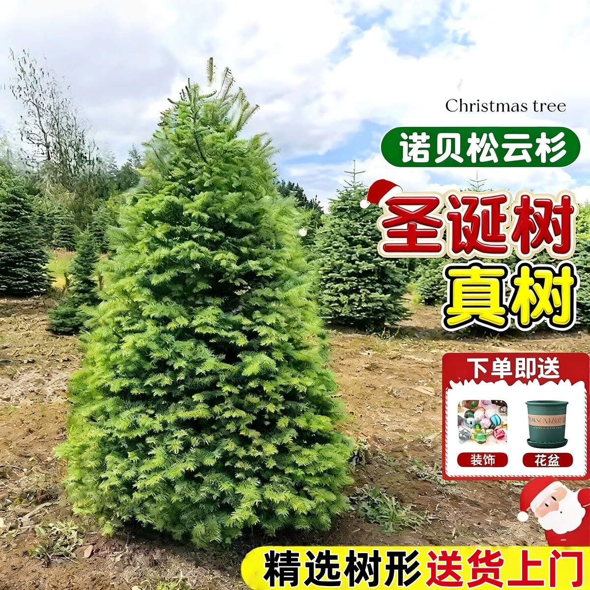花e流真的圣诞树盆栽真树活的挪威云杉真正的诺贝松真树松树圣诞节绿植 精选50-70cm圣诞树真树【送盆+装饰+灯带】
