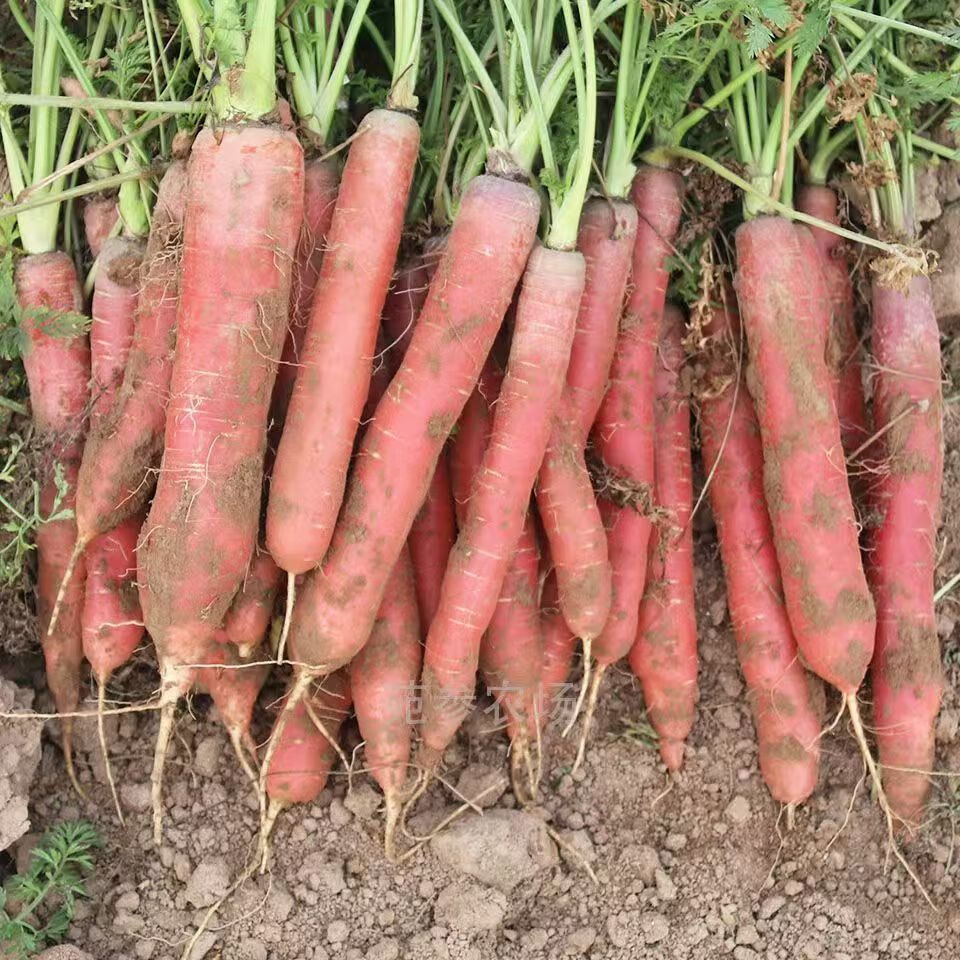 秦品堂陕西沙地水果红萝卜 新鲜蔬菜现挖脆甜胡萝卜红皮 5斤精品装