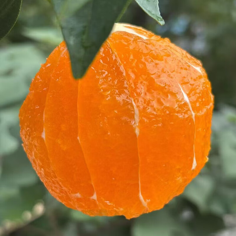 橙世之光自产自销有机肥种植九月红果冻橙现摘新鲜宜昌秭归脐橙子三峡特产 9斤特大果18颗以内