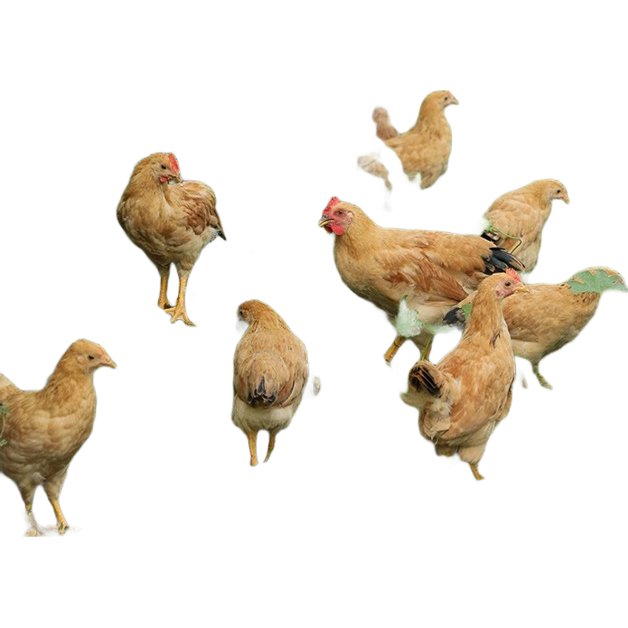  Żɽɢ ԭιͯӼ ֻ1.2-1.5 25.9Ԫ(ȯ)