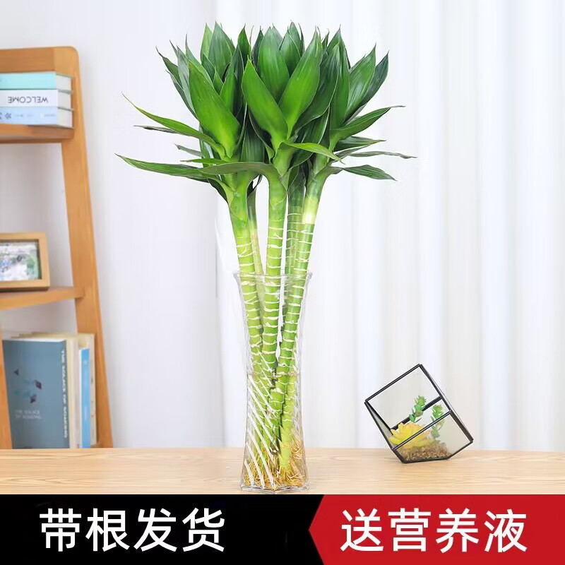 花翁水培绿植物招财转运室内水养花卉盆栽文昌竹4支(50-60cm)源头直发
