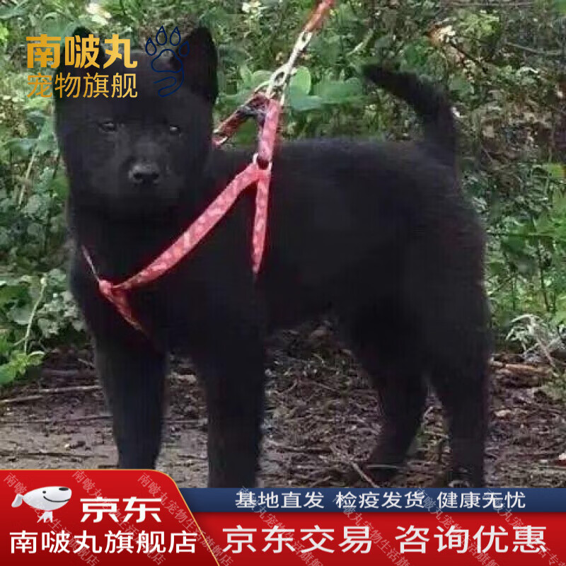 中华田园犬五黑犬黄狗白面幼犬全黑忠诚土松犬家养广西虎斑土猎犬