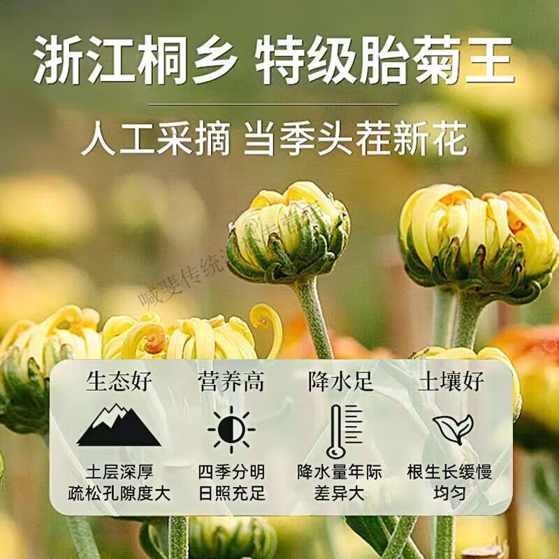 胖东来同款胎菊特级菊花茶去火清热一级胎菊桐乡杭菊 [特级桐乡胎菊]买5送3共8罐1000g
