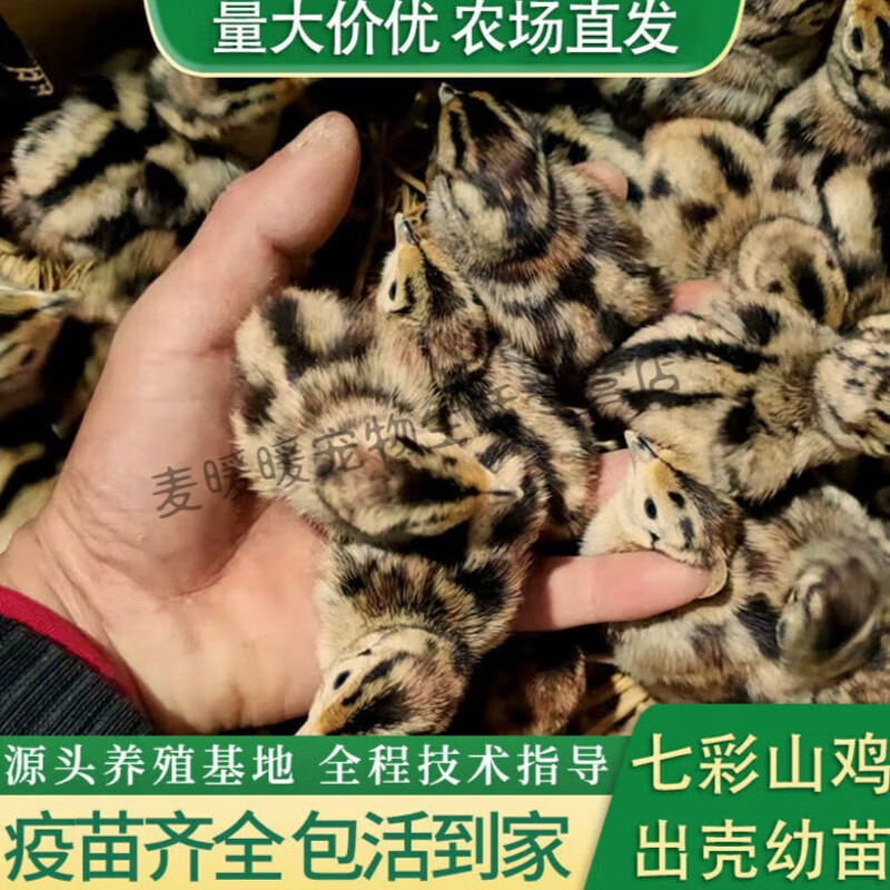 仟芸顺丰发货正宗七彩山鸡活体小鸡活物出壳鸡幼崽苗家养山鸡苗 山鸡