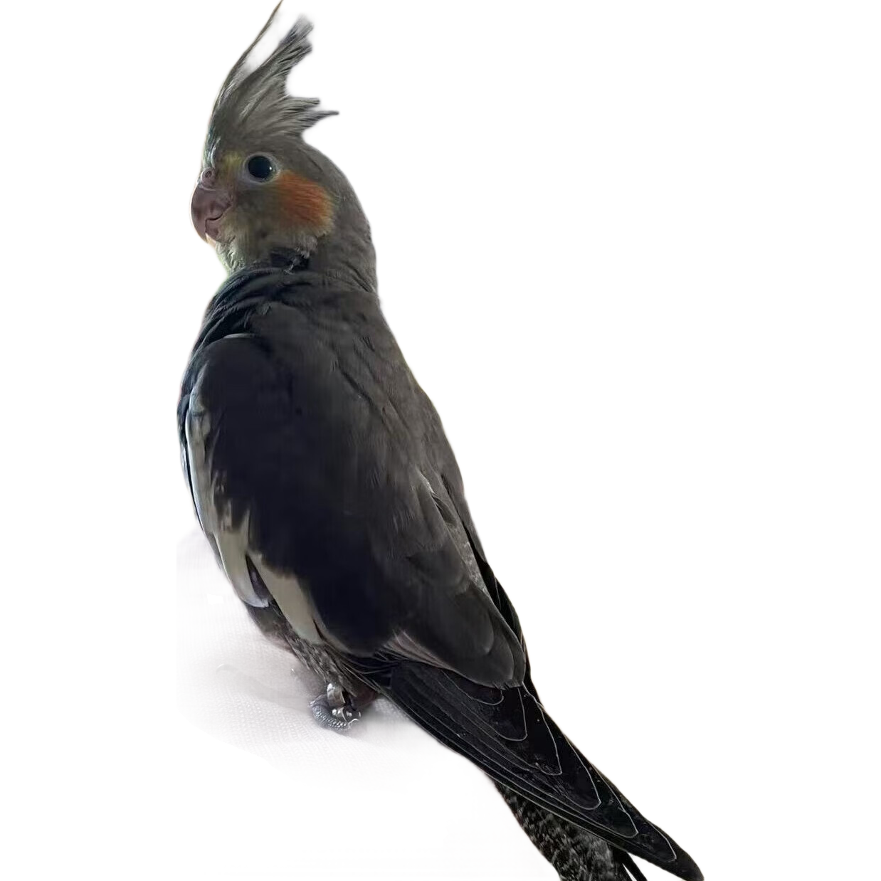 �������� �������� ԭʼ�� ��ѧ˵�� �ɷ�ֳ ������ǿ 270Ԫ