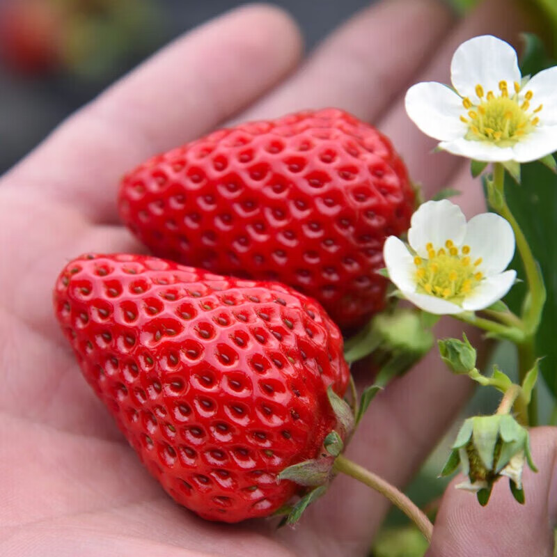 勿语大凉山高山露天种植新鲜草莓现摘现发 农家草莓产地直发采销推荐 4盒中大果单果12g+ (44-80枚)净重2.1-2.6斤