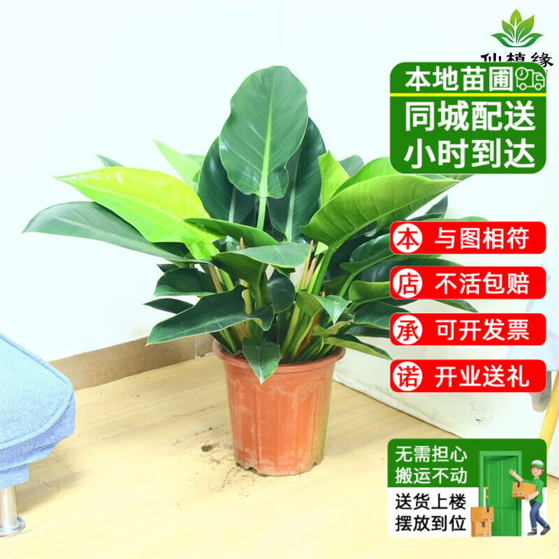 仙植緣大葉金鉆綠公主盆栽室內(nèi)客廳觀葉四季常青綠植同城植物 金鉆(原始盆)高60-70cm