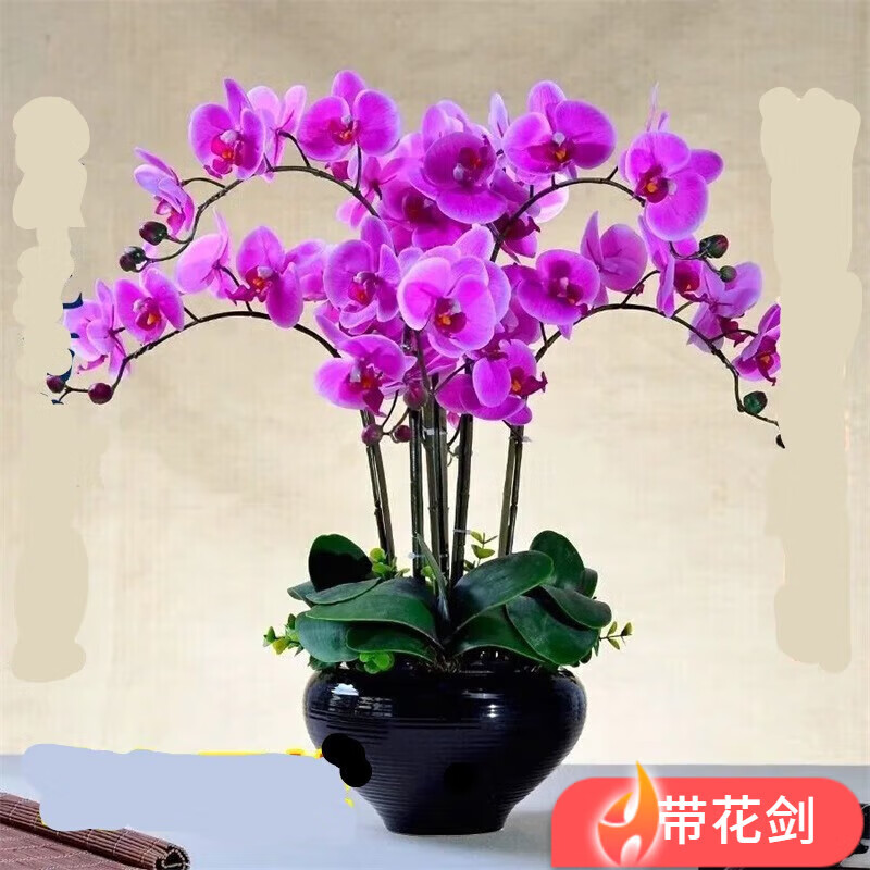 种花迷蝴蝶兰盆栽室内花卉蝴蝶兰花苗带花剑蝴蝶兰大苗当年开花桌面绿植 淡紫色原土育苗袋发货+肥料 小苗不带花剑/明年开花