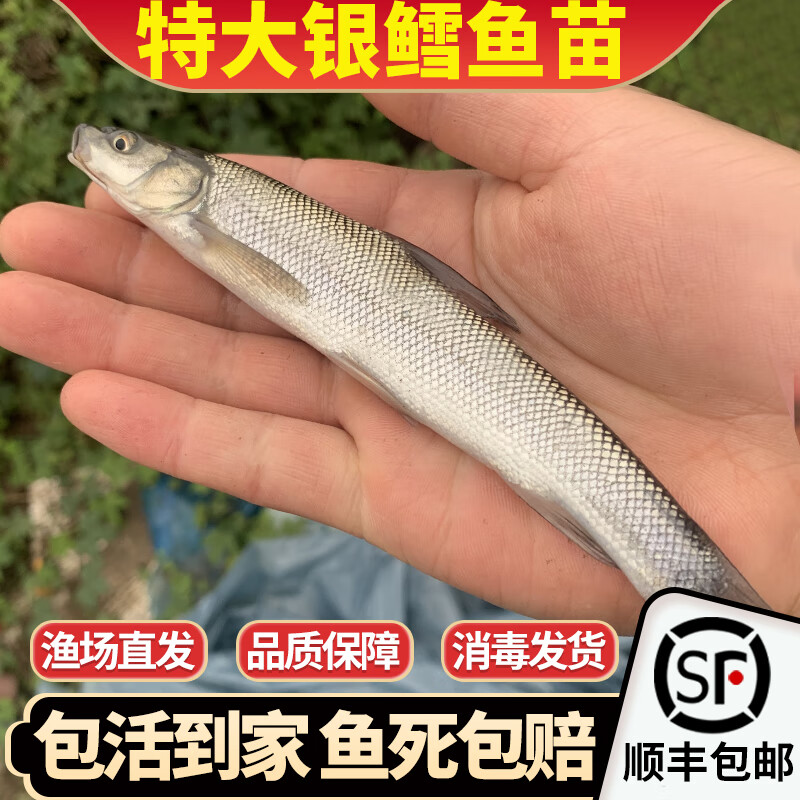 银鳕鱼淡水大鳞鲃黄化红眼银雪鱼四川重庆本地大头亮鲃 大银鳕14-16