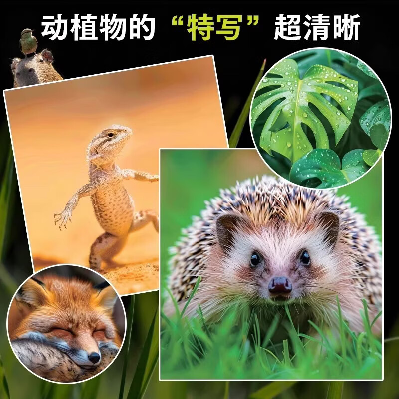 万物大视界自然百科全书儿童纸上纪录片一整本的高清大图 给孩子的视觉盛宴 少儿科普绘本百科全书课外小植物绘本漫画官方正版书籍 【加厚版】万物大视界自然百科（全彩印刷/超清大图）
