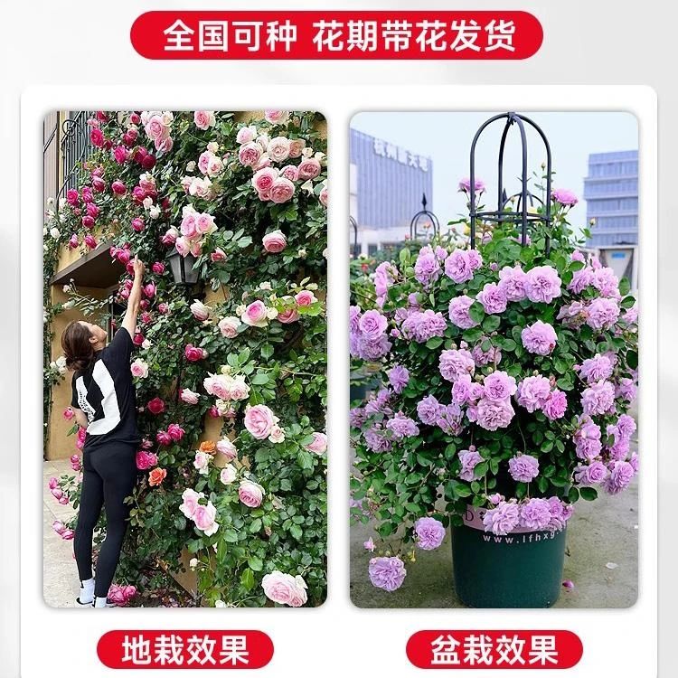 两草三花蔷薇花苗藤本月季四季开花中苗阳台庭院花卉盆栽爬墙玫瑰爬藤植物 弗洛伦蒂娜【四季开花】爬藤大花 中苗50-80厘米高(明年开花)