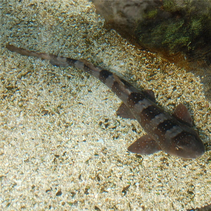 斑马蝶  开口神像 条纹翻沙比目鱼 吸盘鲨 海水鱼 活体鱼观赏 狗鲨