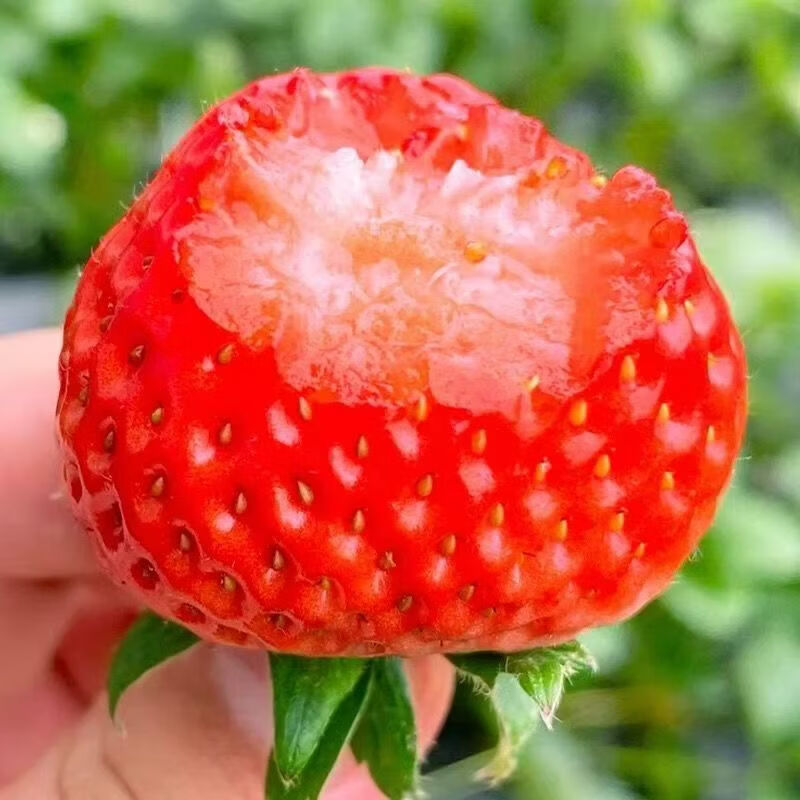 均垚四川奶油草莓 多地草莓新鲜次日达 新鲜水果 奶油草莓2盒优选单果12g+净600g