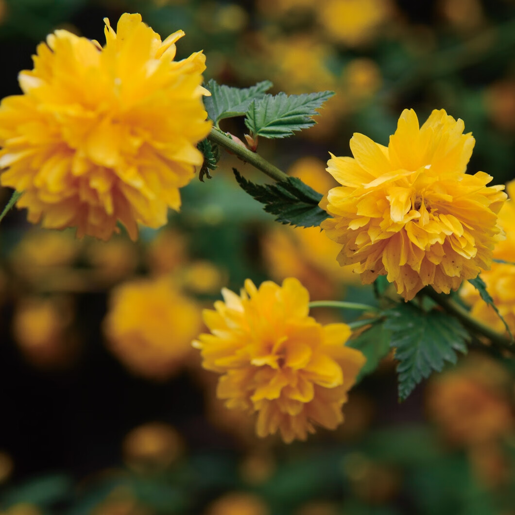 花赛重瓣棣棠花耐荫爬藤攀缘花卉植物棣棠花苗盆栽耐寒金灿花庭院栽植