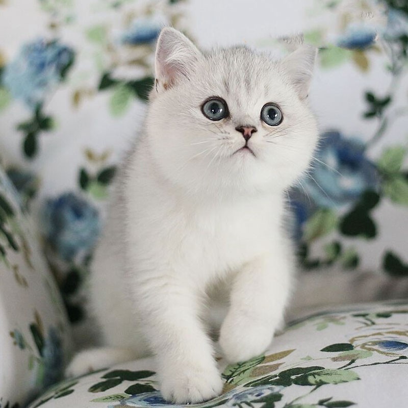 易萌小猫咪活体幼崽英短蓝猫美短银渐层英国短毛猫幼猫纯种家养宠物猫银渐色英短 Vogyou 易萌小猫咪活体幼崽英短蓝猫美短银渐层英国短毛猫幼猫纯种家养宠物猫银渐色英短 Vogyou