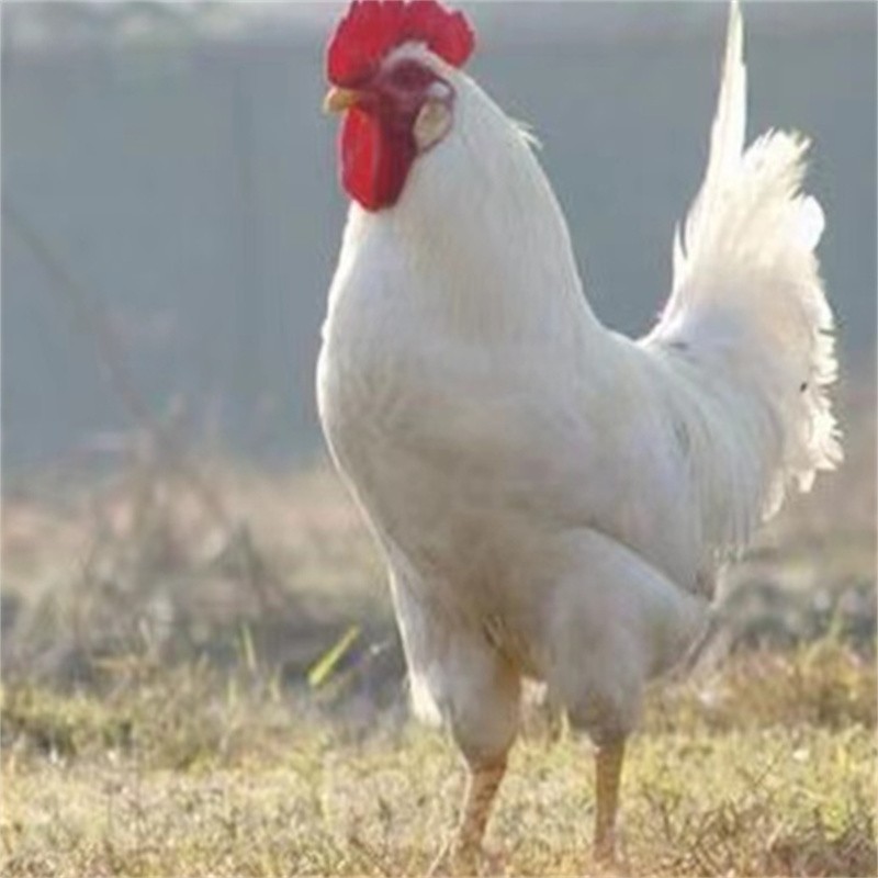 白公鸡童子鸡活体散养大公鸡纯白无杂毛白羽公鸡白来航  包活 1斤白
