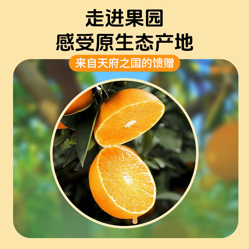 馋果野精品爱媛果冻橙新鲜橙子水果甘平产地直采当季水果时令整箱0催熟 精品巨无霸【10颗礼盒装】