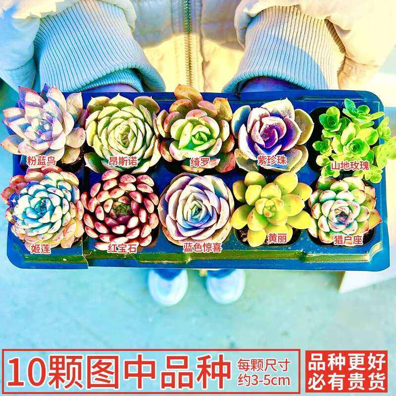 ���ڲ�������������ֲ������С�����ײ���ϴ����׶�԰�����׮����ֲ���������� 10�Ű�ͼ�� ������ 18.6Ԫ��2��(��9.3Ԫ/��)