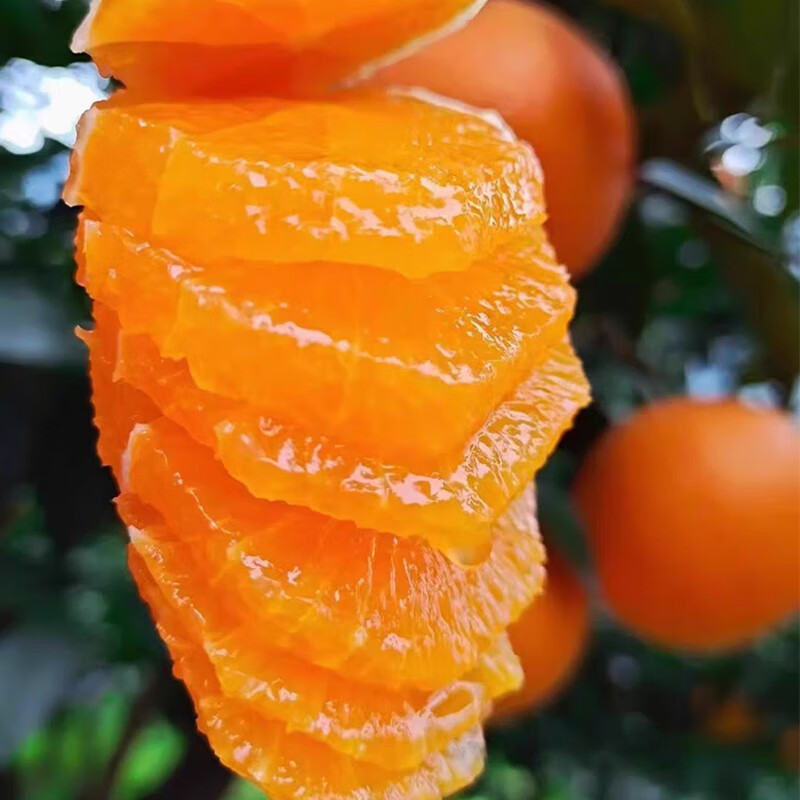 橙世之光自产自销有机肥种植九月红果冻橙现摘新鲜宜昌秭归脐橙子三峡特产 9斤特大果18颗以内