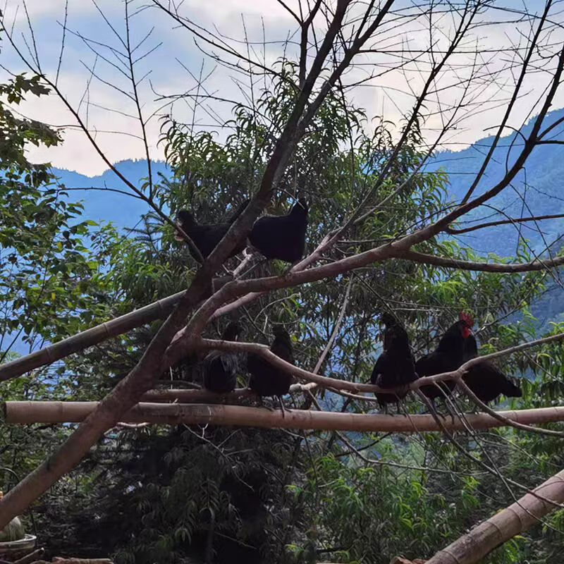 聚天然乌鸡农场散养乌鸡山林散养乌鸡溜达鸡乌鸡送人参七彩菌汤包 乌鸡4只（8斤-9斤）送人参2根+送七彩菌汤包2袋
