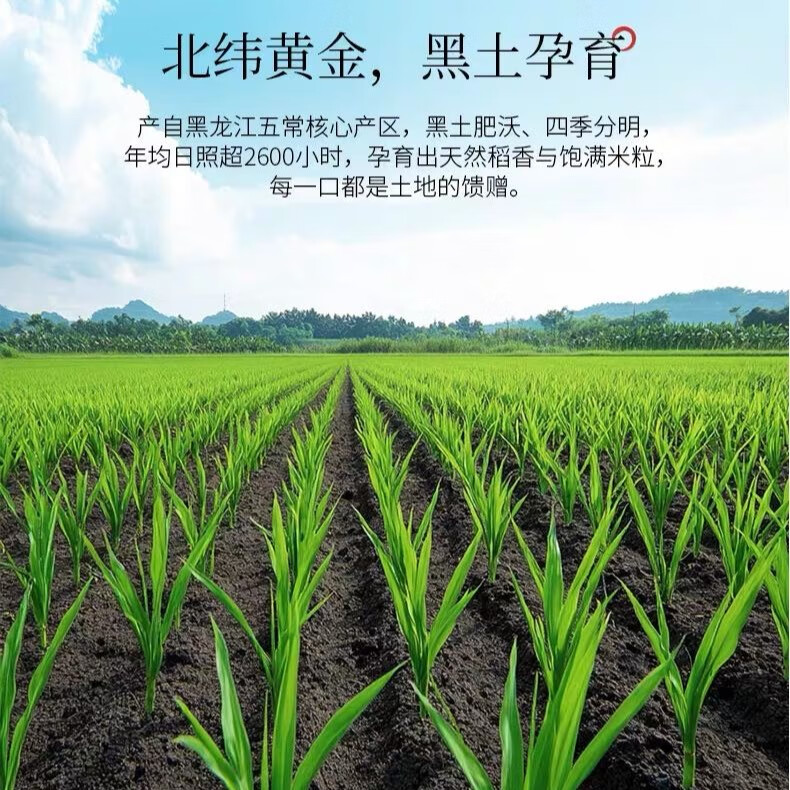 道台府2025年新米五常大米10斤黑龙江东北大米2.5kgGB/T 19266产地直发 正宗五常大米5kg*1袋