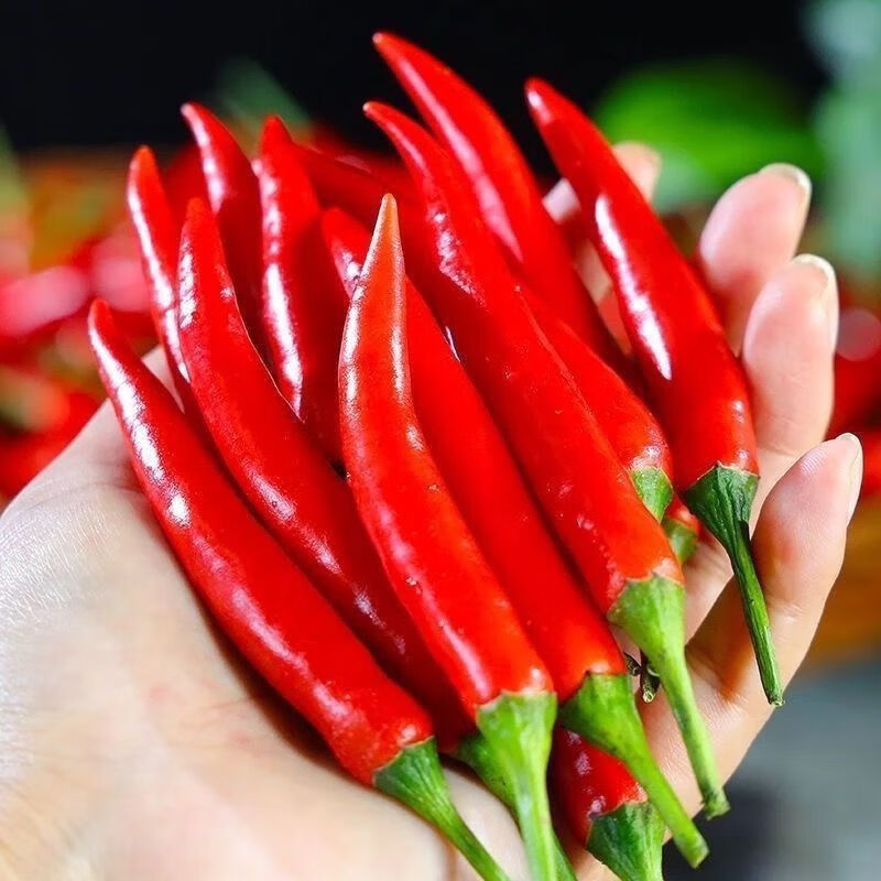 新鲜采摘贵州小米椒餐饮巨辣朝天椒指天椒特辣小米辣可做泡椒剁椒 品质尝鲜【巨辣1斤】爆辣小米椒