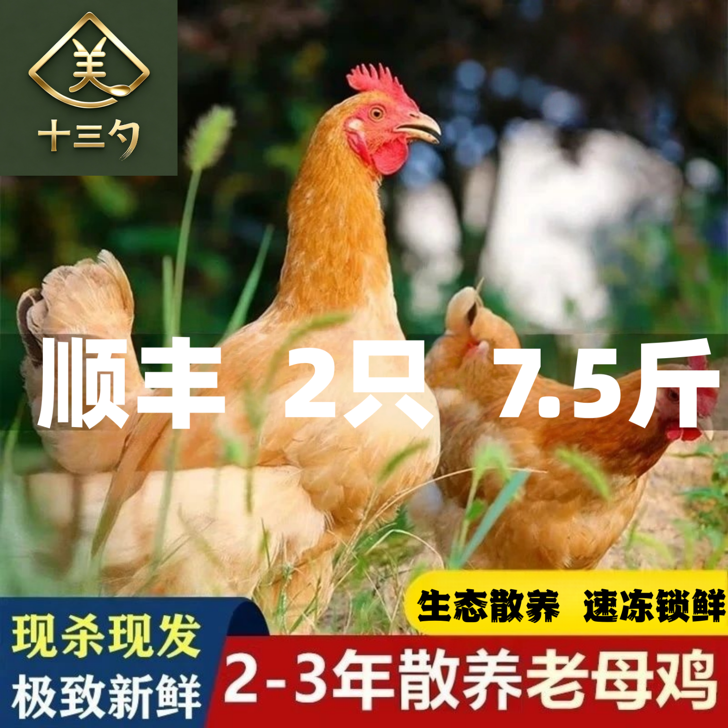 十三勺【黑脚】3年老母鸡沂蒙山农家散养正宗老母土鸡黄油走地鸡柴笨鸡 【顺丰】2只共7.5-8斤散养黄油老母鸡炖汤 京东折扣/优惠券