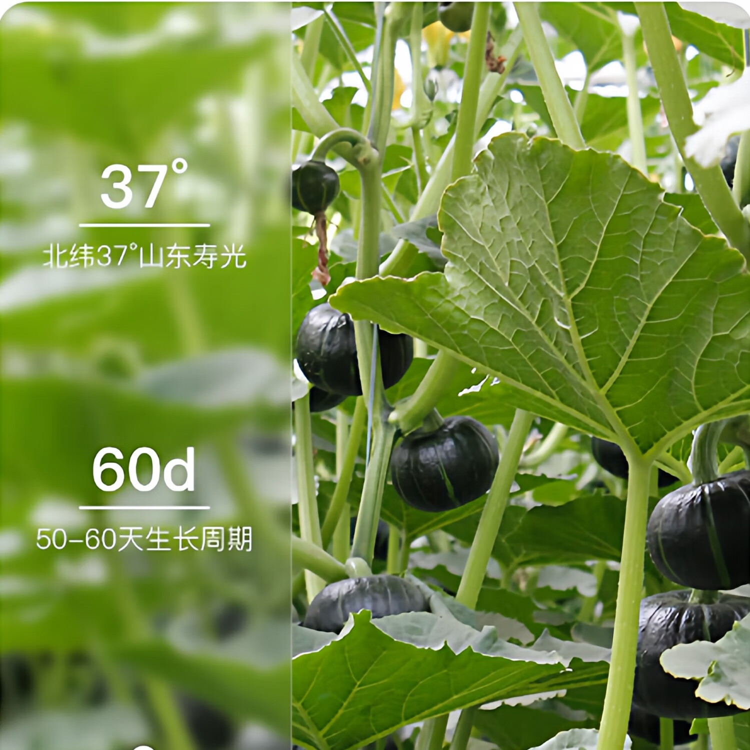 【超市品质】正宗贝贝南瓜宝宝辅食新鲜蔬菜生鲜 贝贝南瓜 贝贝南瓜带箱3斤*1箱 3斤