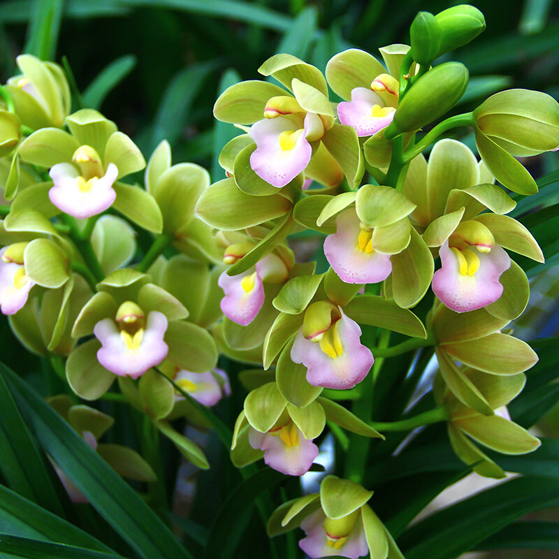 大花蕙兰香兰香妃带花浓香盆栽室内绿植花卉盆栽 带花芽】香水香兰5
