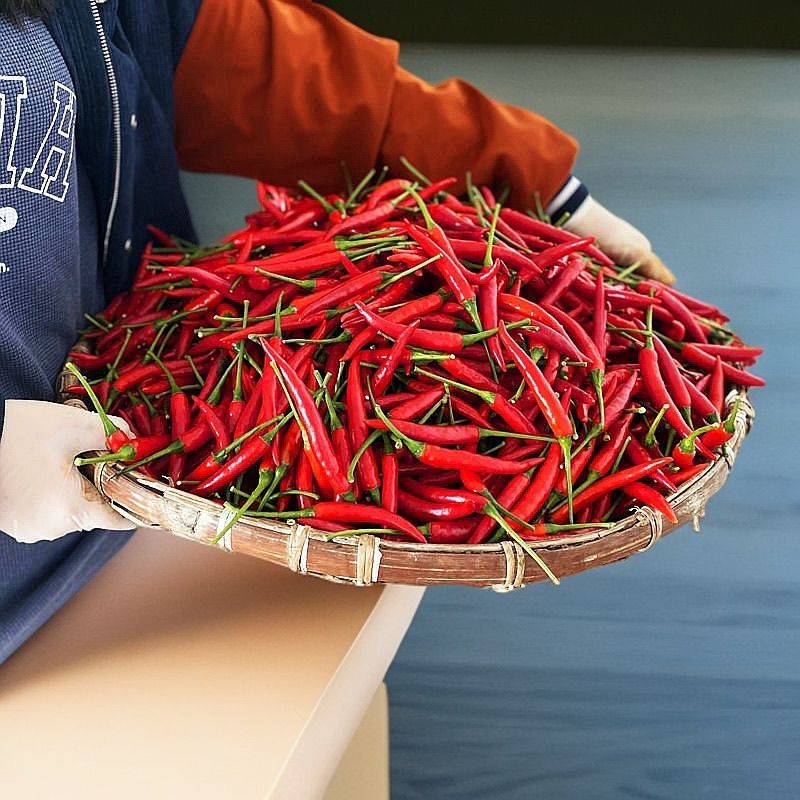 新鲜小米辣贵州特辣红辣椒辣椒小米鲜椒朝天椒魔鬼泡椒指天椒巨辣 新鲜现摘小米椒【现摘现发】 净重1斤
