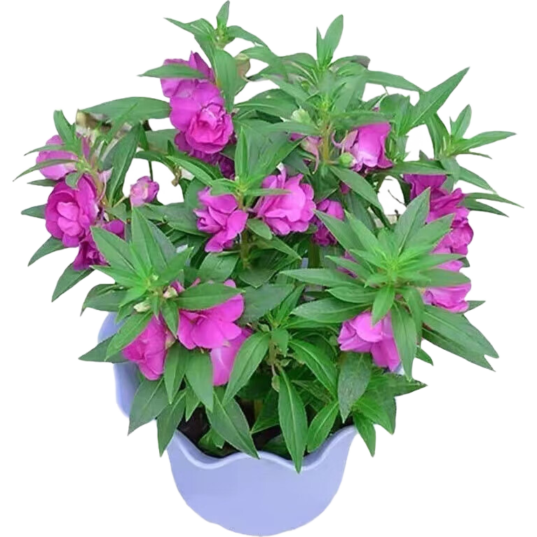 С���л��ﻨ�ɻ���Ⱦָ�ײݻ�̫�������ղݸ�ɣ��������ֲ���� ���ɻ����ӻ�ɫ5�� 1 �������֣�