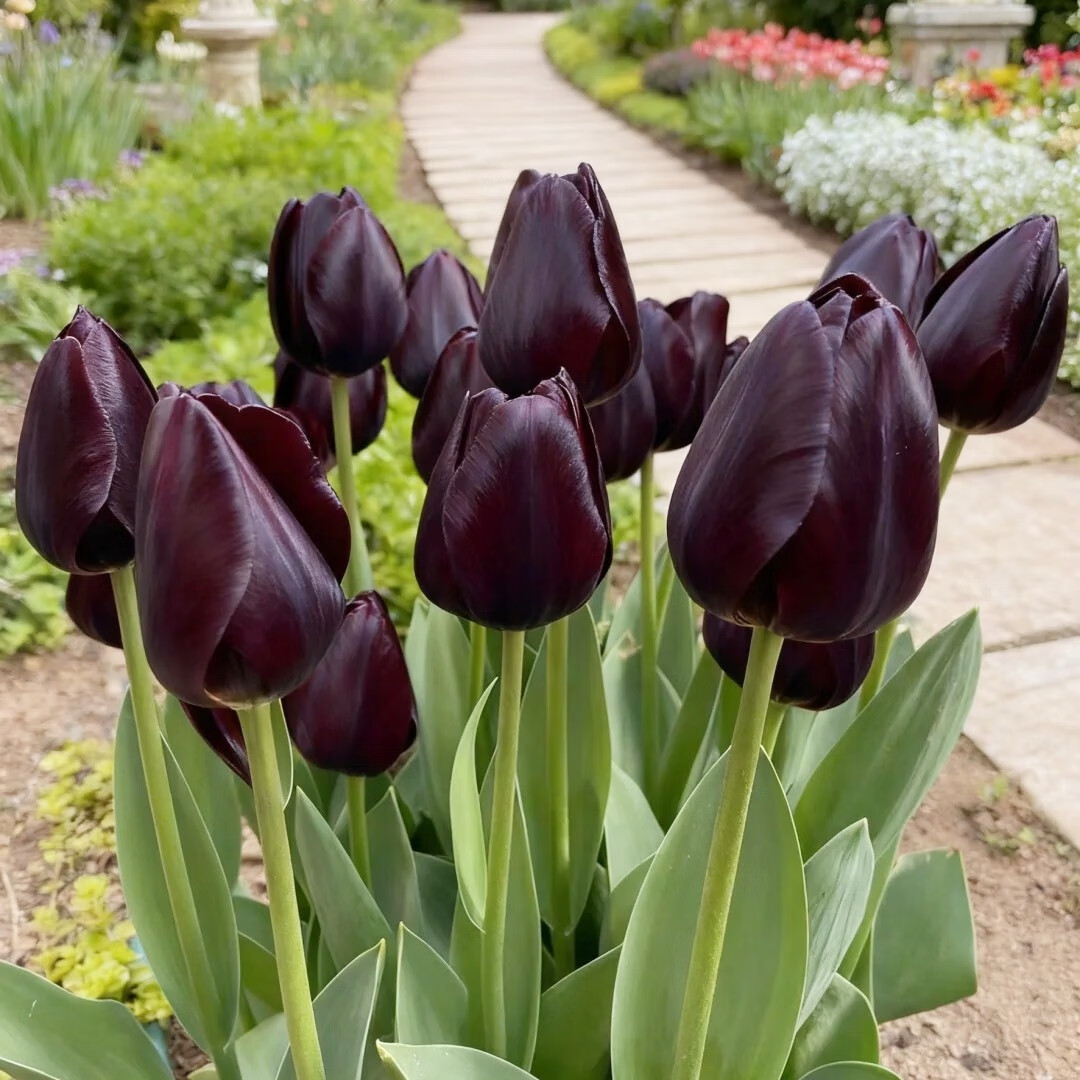 郁金香【夜皇后】5球 11/12