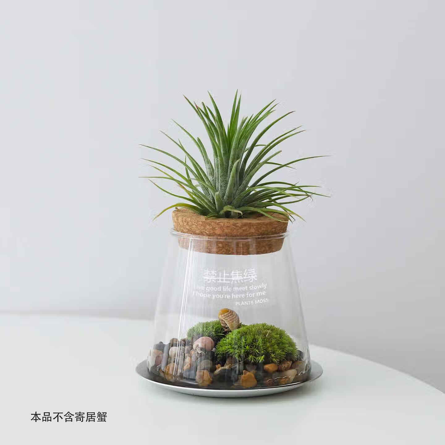 喜鹊说空气凤梨微景观生态缸盆栽办公桌面工位绿植懒人好养植物寄居蟹