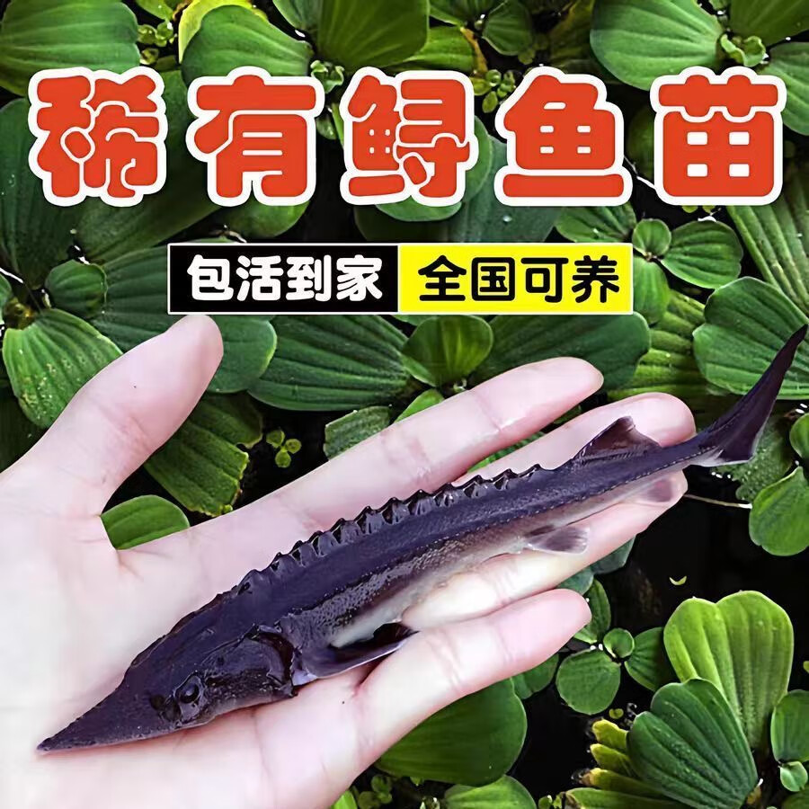 鲟鱼苗鲟龙软骨鱼尖嘴鲟鱼苗中华龙鱼苗大体型淡水冷水养殖食用鱼 鲟鱼11-13厘米90条送10条路损