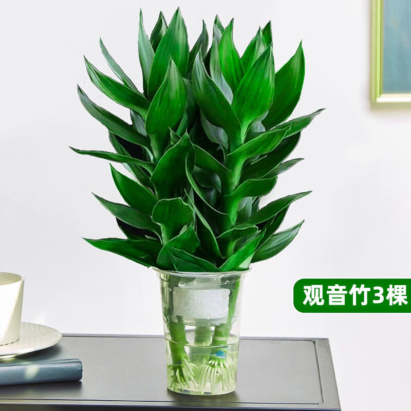 庞贸观音竹富贵竹水培植物室内好养客厅盆栽转运竹带根粗杆好养绿植 【限量特惠】观音竹3棵+营养液