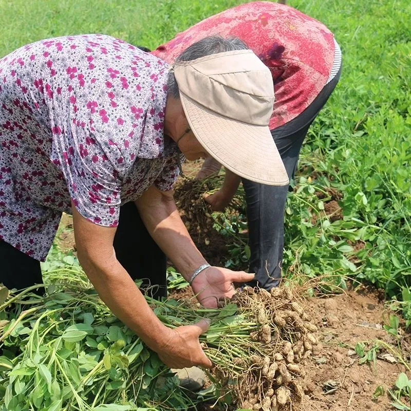 产地现挖 2025现挖鲜花生湿花生带泥带壳嫩花生花生带壳新鲜 鲜花生5.8-6斤