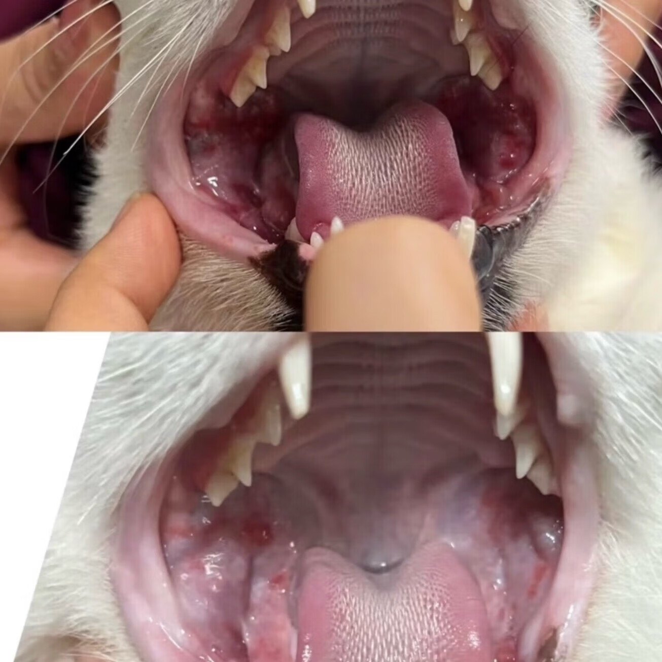 猫2801腹传冠状杯状口炎定制绿色胶囊确诊无效包退可顺丰次日达 【10粒散装】3公斤猫可用15-20天