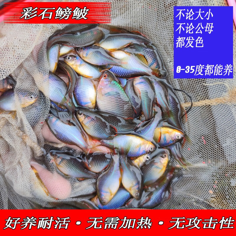 淡水中华彩石鳑鲏冷水旁皮小型原生观赏鱼活体不用加热耐养除藻 5-6厘米中华彩石12条包活10条