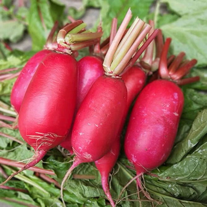 红皮萝卜新鲜白肉泡菜水萝卜胭脂红红萝卜农家自种白心当季 小萝卜 带