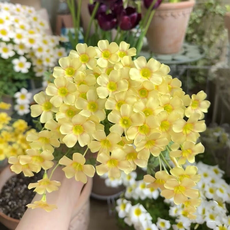 酢浆草种球OB酢浆草种球种子奶油面纱三文鱼珍妮多年生盆栽好养活 【杏仁奶油5颗种球】 五球大小搭配都能开花