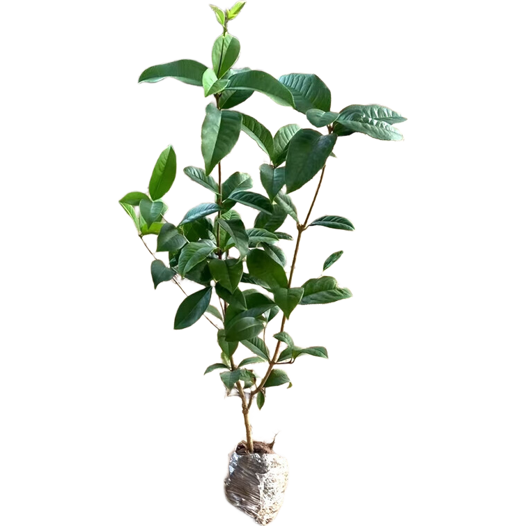 �ļ�������������¹���ͥԺ����������ϱ����ͺ�Ũ�㻨��ľ �����0.5cm�ָ�Լ50cm