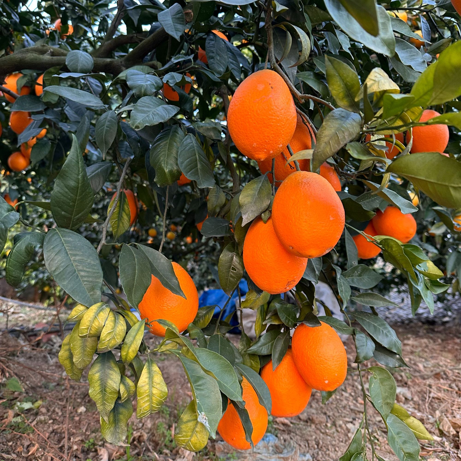 逮果重庆奉节脐橙春橙纽荷尔福本新鲜水果橙子现摘大果皮薄甜橙 彩箱礼盒10斤装【净重9斤  单果200-300g】