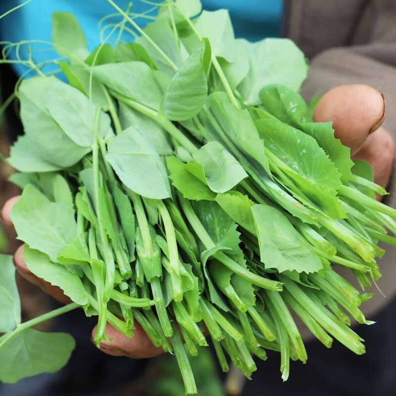新鲜豌豆尖贵州露天高山豌豆尖龙须菜豌豆颠露天豌豆苗火锅配菜 豌豆尖叶（净重）：2斤