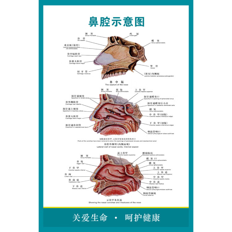 耳鼻喉解剖结构图 正中矢状图海报适用于医院广告 咽喉口腔侧面图 by